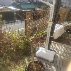 次郎柿の鉢植え
