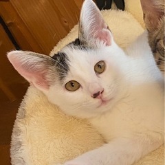 【あんちゃん：仮名】 白多め。ドットキジ柄。女の子。5ヶ月 - 猫