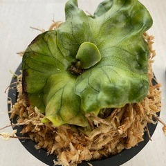 【観葉植物】 ビカクシダ P.ワンダエ　ドワーフの画像