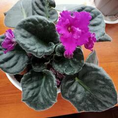 室内花の女王　セントポーリア