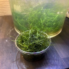 ウィローモス　水草の画像