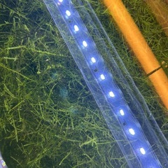 ウィローモス　水草の画像