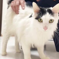 多頭飼育崩壊から保護しました🐱（仮名ぎゅうちゃん）