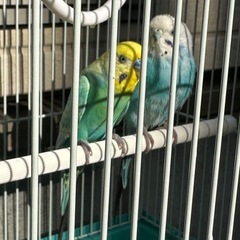 セキセイインコ2羽里親募集