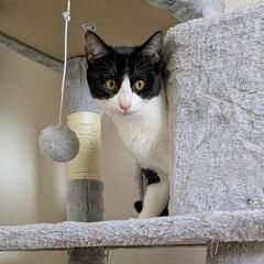 多頭飼育崩壊からの子猫🐱（仮名ミニー）