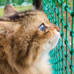 行き場をなくした高齢猫ちゃん。（会いに来てください♡）