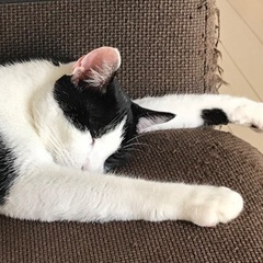 人懐っこい男の子です - 猫