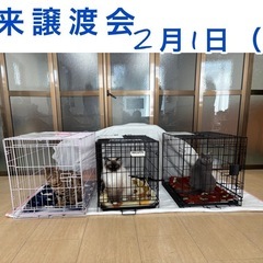 ねこまんま宝来譲渡会＆チャリティー物販