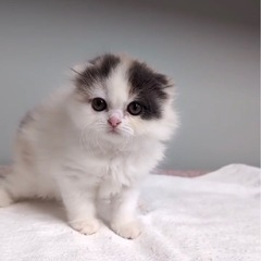 決定🌸スコティッシュ2ヶ月🌼