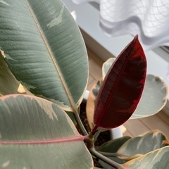 ゴムの木　植物の画像