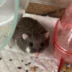 ジャンガリアンハムスター　オス
