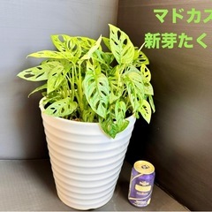 観葉植物　まだあります！更に育ってます！マドカズラ盛り沢山！陶器...