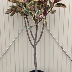 観葉植物　フィカス　ルビー　ゴムの木