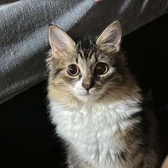 ８ヶ月の元気なメス猫です【キジトラ長毛】