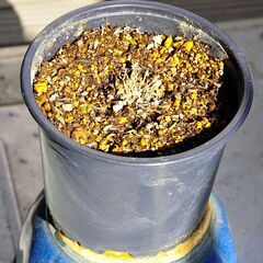 スミレ希少種「錦鈴木」ニシキスズキ 株分け プラ鉢付き２の画像