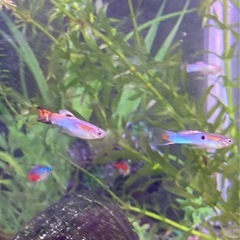 熱帯魚　エンドラーズミックス10匹