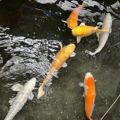 錦鯉 6匹 の画像