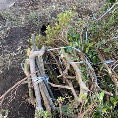 木材　木　薪　まきの画像