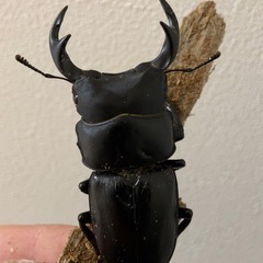 【2/3限定価格】秋田県 天然採集個体 オオクワガタ ♂単品 5...