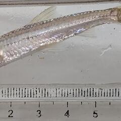 コウライモロコ 6〜8cm程度ですの画像