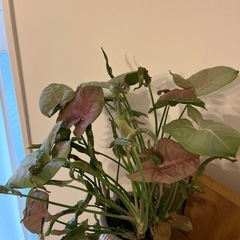 シンゴニウムの画像