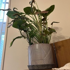 シンゴニウムの画像