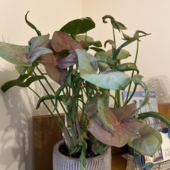 シンゴニウムの画像