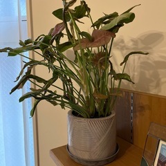 シンゴニウムの画像