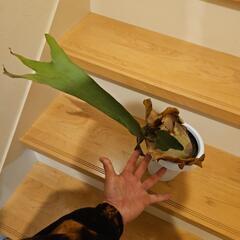 ビカクシダの画像