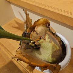 ビカクシダの画像