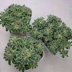 斑入り浜万年草（大）