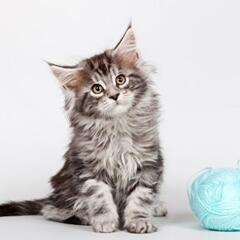 猫好き（他ペット・生き物好き）さん集まれ〜🥰苫小牧近郊
