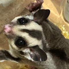 フクロモモンガ ノーマルオスメス - 生駒郡