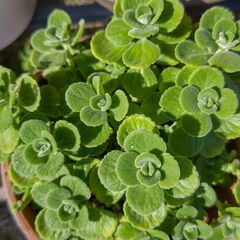 ★香りの良いアロマティカス★カット苗５本　多肉植物