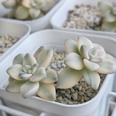 ★ティテュバンス錦・グラプトベリア属★カット苗２本　アプリコット美人錦　多肉植物の画像