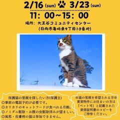 ねこの譲渡会【宮崎県日向市】