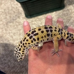 爬虫類ケージの画像