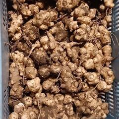 菊芋(きくいも、キクイモ)、たくさんあります。小口でも、まとめ買いでも、業者の方もOKですの画像