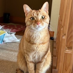 双子の男の子🐱