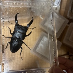 パラワンオオヒラタクワガタ