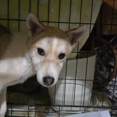 【正式譲渡決定！】活発でおしゃまなMIXのきあらです！ - 犬