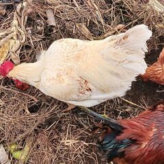 鶏の餌/くず米など
