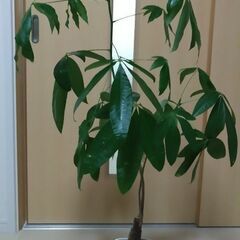 観葉植物 パキラ