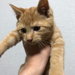 保護猫3ヶ月（全ての子猫、候補者様決定及びお話中） - 猫