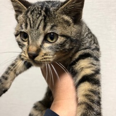 保護猫3ヶ月（全ての子猫、候補者様決定及びお話中） - 千葉市
