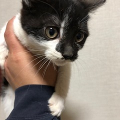 保護猫3ヶ月（全ての子猫、候補者様決定及びお話中） − 千葉県