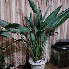 極楽鳥花