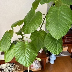 【お値下げ中】ウンベラータの画像