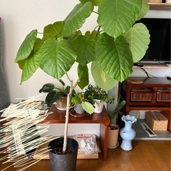 【お値下げ中】ウンベラータの画像