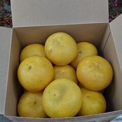 土佐ブンタンいかがですか。